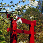 Cherry blossom and tori gate
